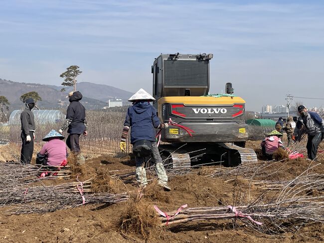 경산묘목단지, 봄철 출하 시작… 일부 품목 공급 부족 현상