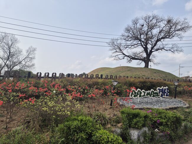 도로개설로 사라질 연산홍, 임당고분군에서 꽃피다